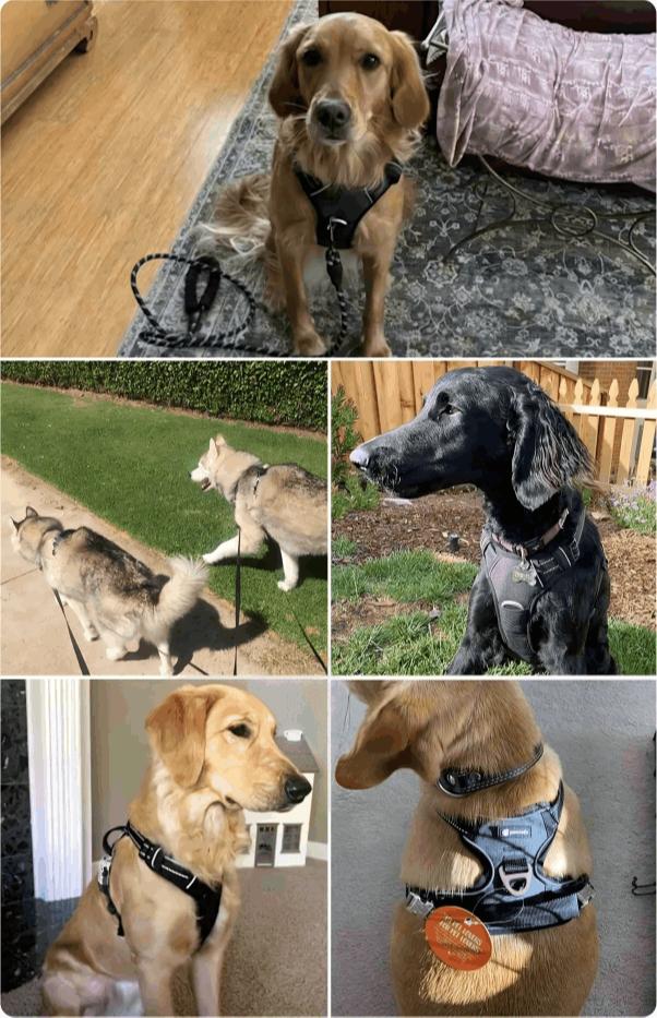 What is Pawsafe Harness