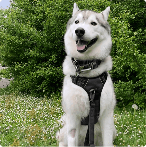 How to use Pawsafe Harness