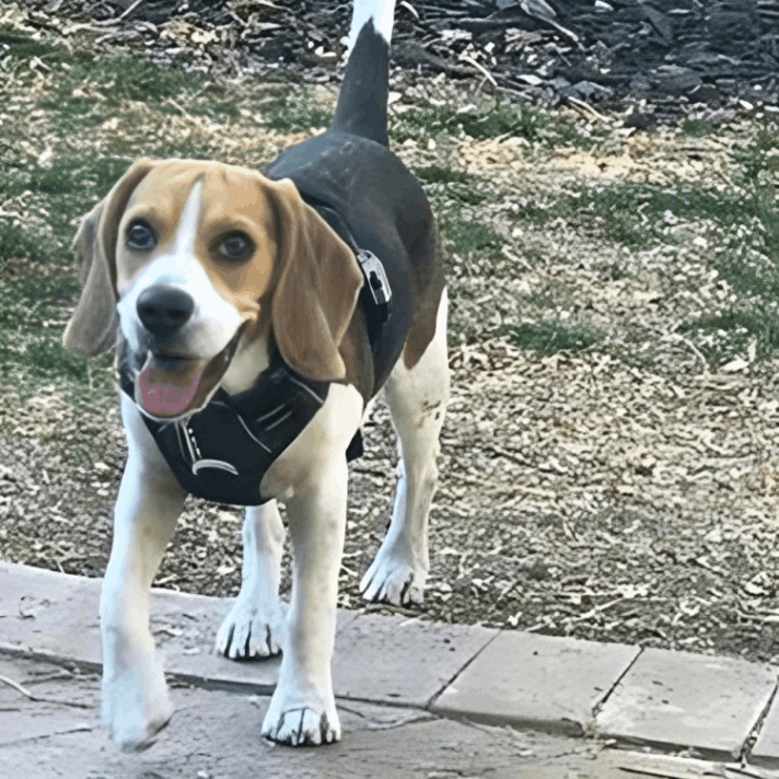 Pawsafe Harness Customer review Hope B