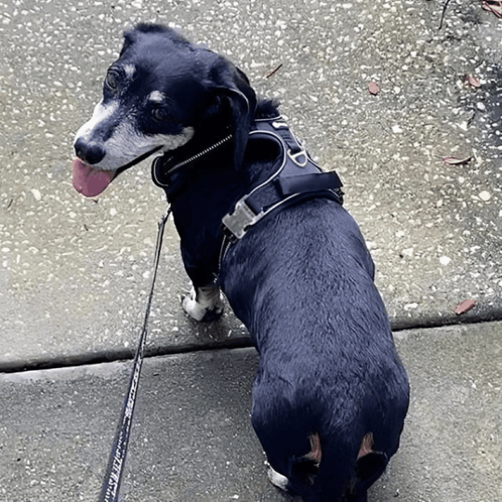 Pawsafe Harness customer Customer review Erin R